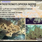 Acanthostrongylophora ingens - Petrosiidae