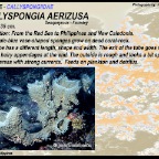 Callyspongia aerizusa - Callyspongiidae