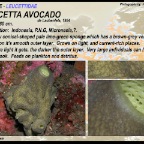 Leucetta avocado - Leucettidae
