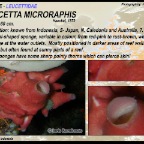Cinachyrella australiensis - Tetillidae