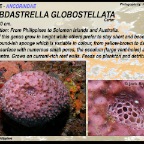 Halisarca caerulea - Halisarcidae