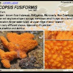 Phycopsis fusiformis - Axinellidae