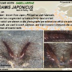 Lygdamis japonicus - Sabellariidae
