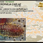 Asterophilia carlae - Sea star scale worm