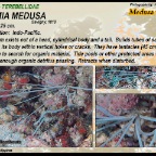 Loimia medusa - Terebellidae