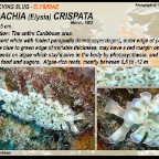 Tridachia  crispata - Elysiidae