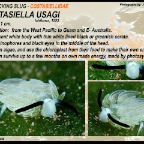 Costasiella usagi - Costasiellidae