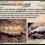 Plakobranchus  ocellatatus - Plakobranchidae