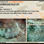 Plakobranchus sp. - Plakobranchidae