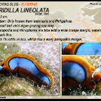 Thuridilla lineolata - Elysiidae