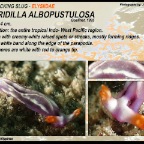 Thuridilla albopustulosa -  Elysiidae