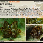 Cyerce nigra - Caliphyllidae