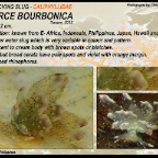 Cyerce  bourbonica - Caliphyllidae