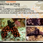 Nembrotha guttata - Polyceridae