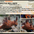 Nembrotha mullineri - Polyceridae