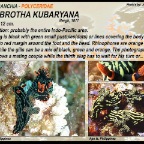 Nembrotha kubaryana - Polyceridae