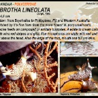 Nembrotha lineolata - Polyceridae