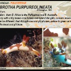 Nembrotha purpureolineolata - Polyceridae