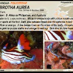 Nembrotha aurea - Polyceridae