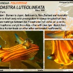 Roboastra luteolineata - Polyceridae