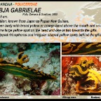 Tambja gabrielae - Polyceridae