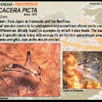 Thecacera-sp. - Polyceridae