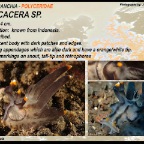 Thecacera sp. 8 - Polyceridae