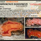 Hexabranchus sanguineus - Spanish  dancer