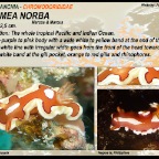 Noumea norba - Polyceridae
