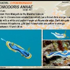 Chromodoris annae - Chromodorididae