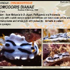 Chromodoris dianae - Chromodorididae