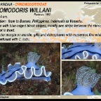 Chromodoris willani - Chromodorididae