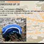 Chromodoris sp