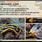 Chromodoris joshi - Chromodorididae