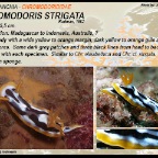 Chromodoris strigata - Chromodorididae