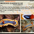 Chromodoris quadricolor - Chromodorididae