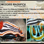 Chromodoris magnifica - Chromodorididae