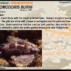 Chromodoris burni - Chromodorididae
