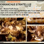 Goniobranchus striatellus - Chromodorididae