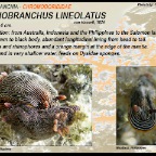 Goniobranchus lineolatus - Chromodorididae