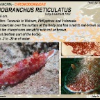 Goniobranchus reticulatus - Chromodorididae