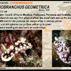 Goniobranchus geometrica - Chromodorididae
