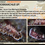 Goniobranchus sp. - Chromodorididae