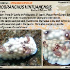 Goniobranchus hintuanensis - Chromodorididae