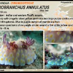 Goniobranchus annulatus - Chromodorididae