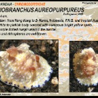 Goniobranchus aureopurpureus - Chromodorididae
