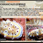Goniobranchus geminus - Chromodorididae