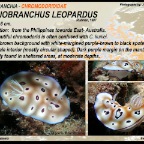 Goniobranchus leopardus - Chromodorididae
