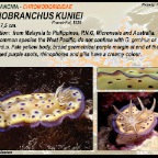 Goniobranchus kuniei - Chromodorididae