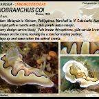 Goniobranchus coi - Chromodorididae